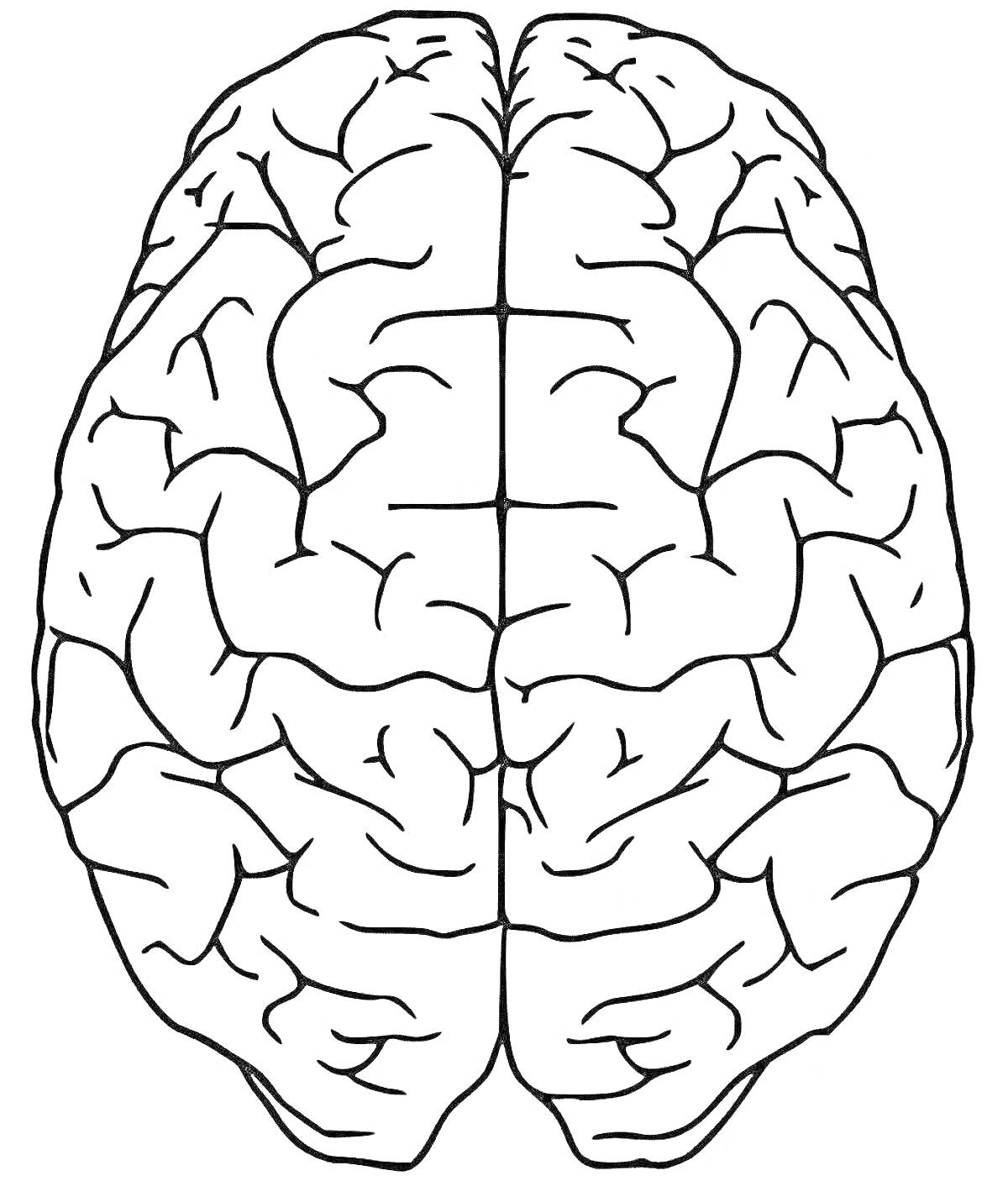 На раскраске изображено: Мозг, Нейроны, Анатомия, Обучение, Интеллект