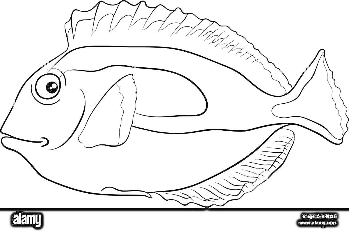 Раскраска Рыба попугай с выраженными плавниками и контурной линией по телу