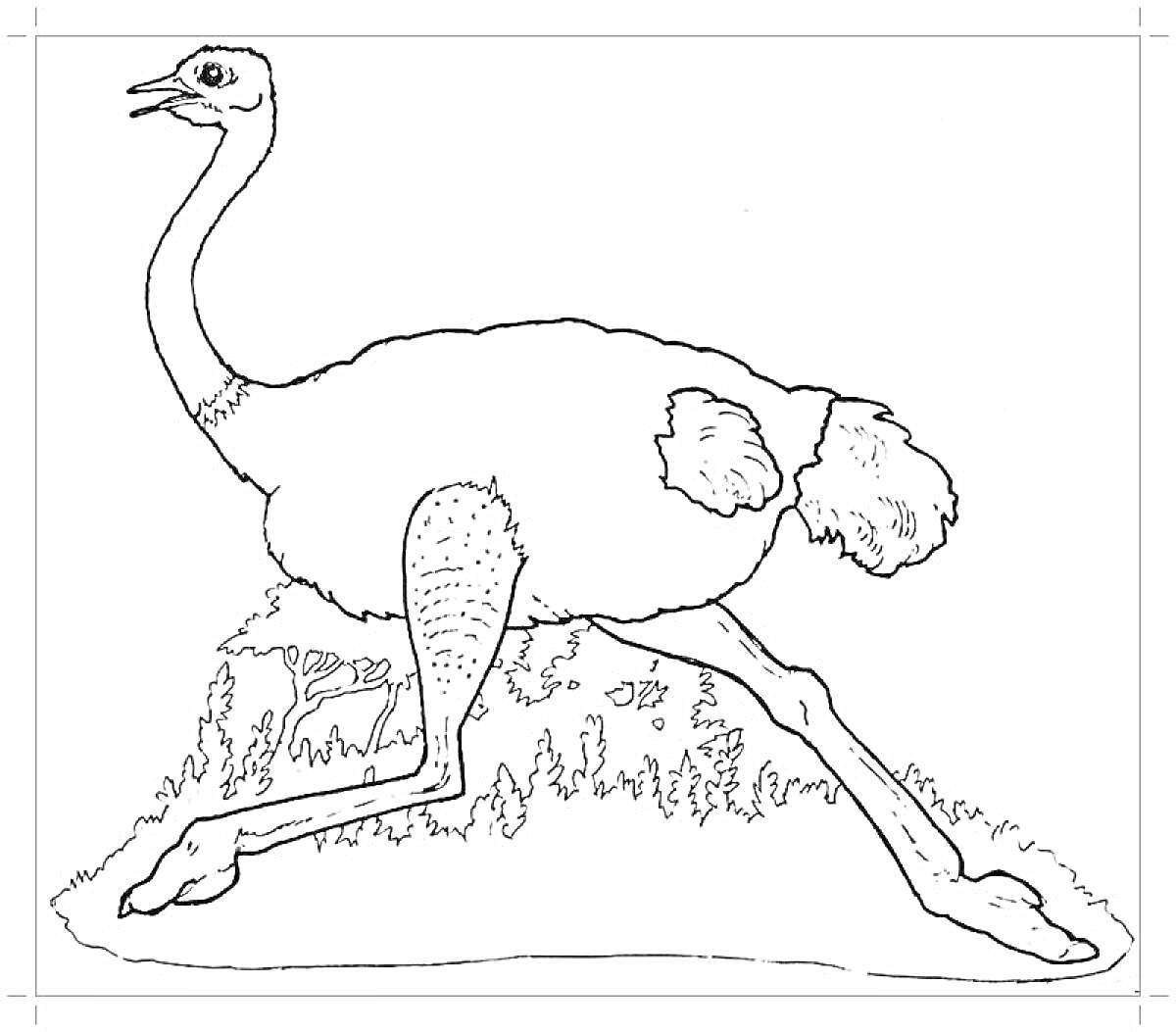 Бегущий страус на травянистом фоне