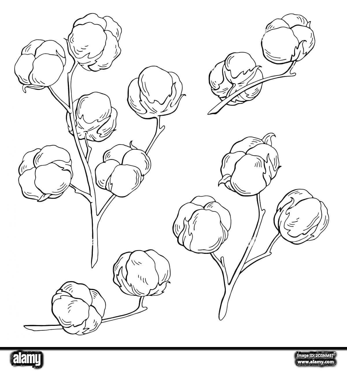Раскраска Веточки хлопка с распустившимися коробочками хлопка