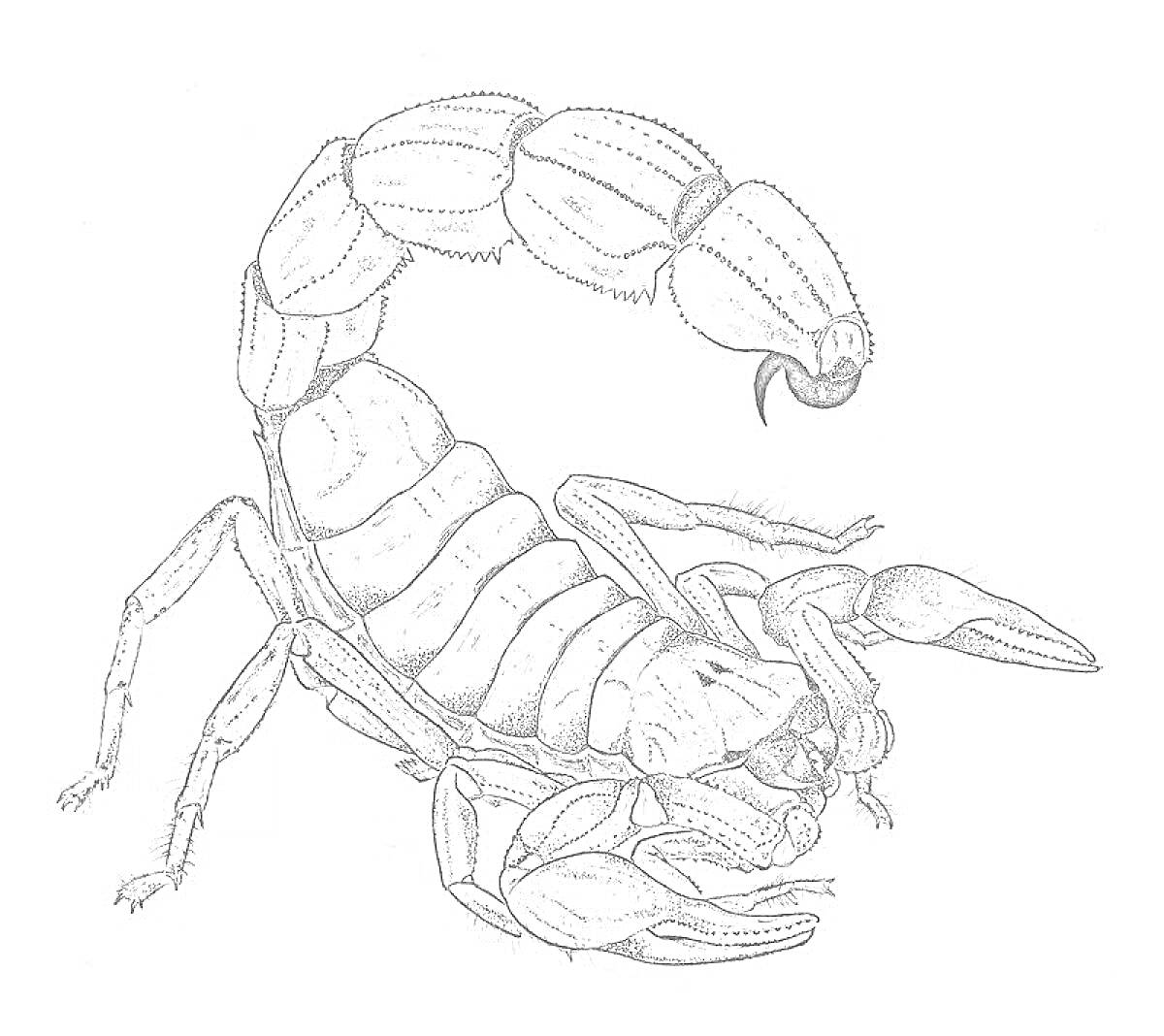 Раскраска Скорпион с поднятым хвостом и видимыми клешнями