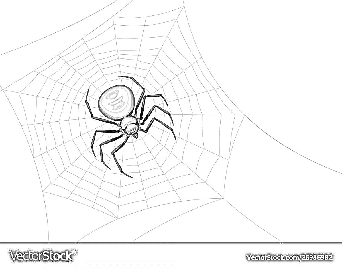Раскраска Черная вдова паук на паутине