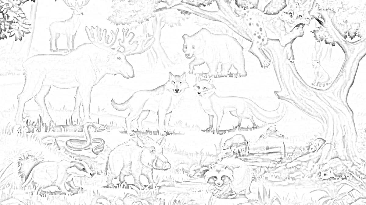На раскраске изображено: Лес, Дикие животные, Лось, Медведь, Волк, Заяц, Лиса, Барсук, Енот, Природа, Трава