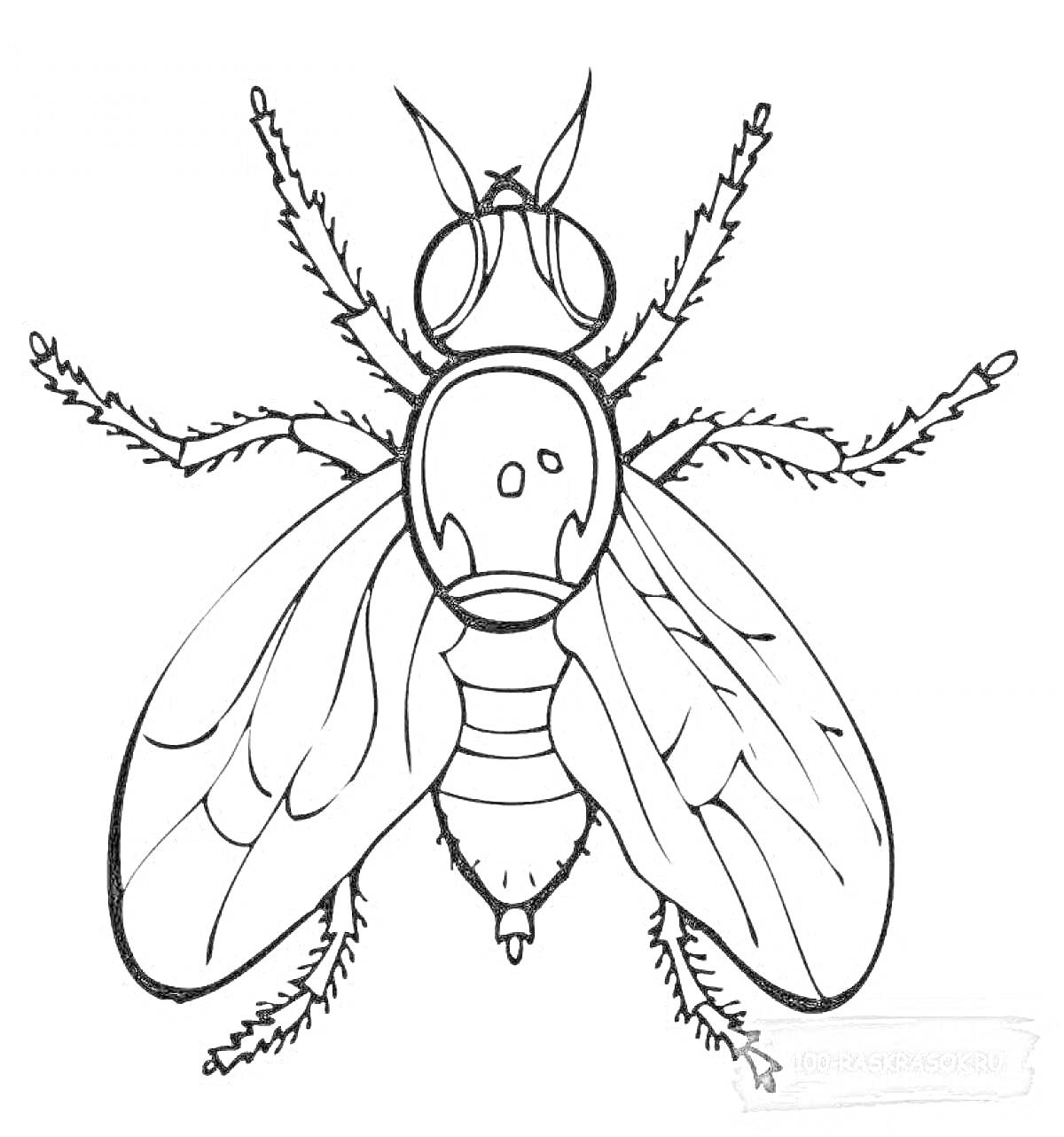 Раскраска с изображением мухи