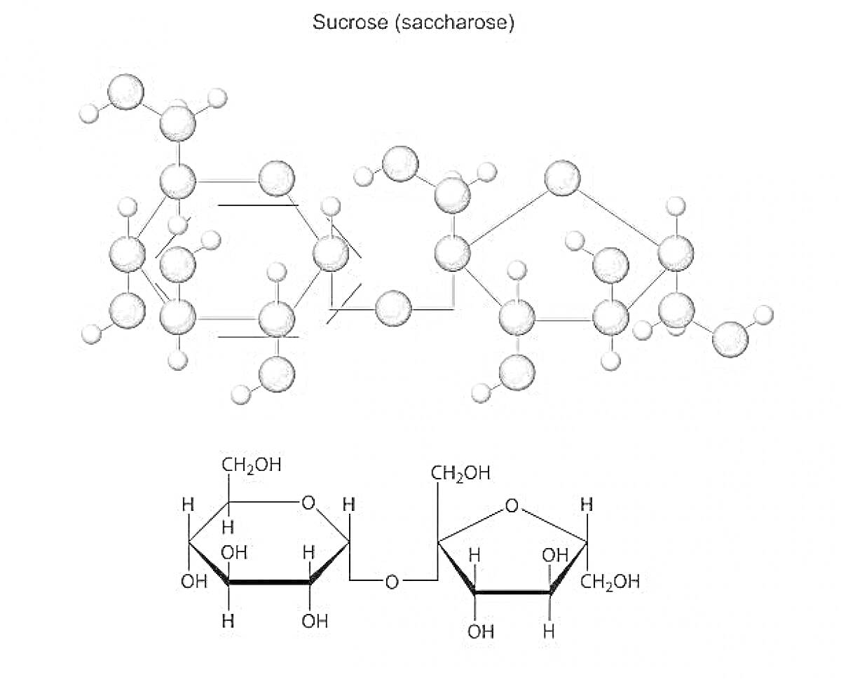 Раскраска Молекулярная структура сахарозы (Sucrose), верхняя часть - модель молекулы в виде шариков и палочек, нижняя часть - химическая формула с обозначением атомов