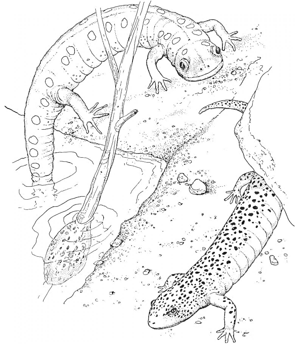 Раскраска Два тритона около водоема и ветка