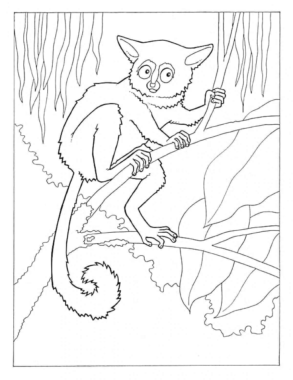 Раскраска Лемур на ветке деревьев в джунглях