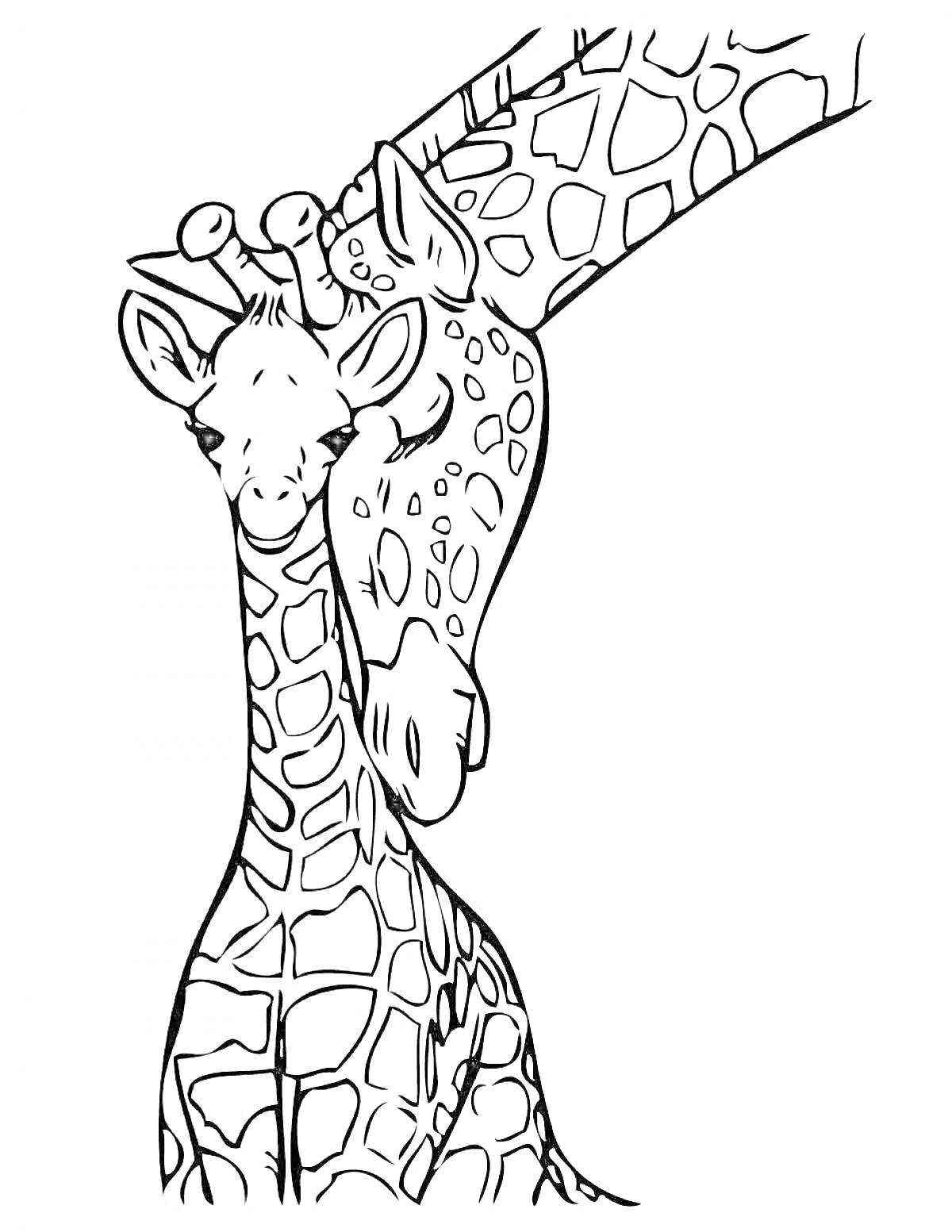 Раскраска Взрослый жираф, склоненный к детенышу.