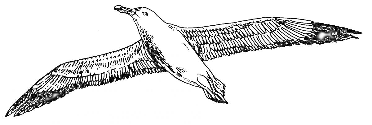 Раскраска Альбатрос в полете с распахнутыми крыльями