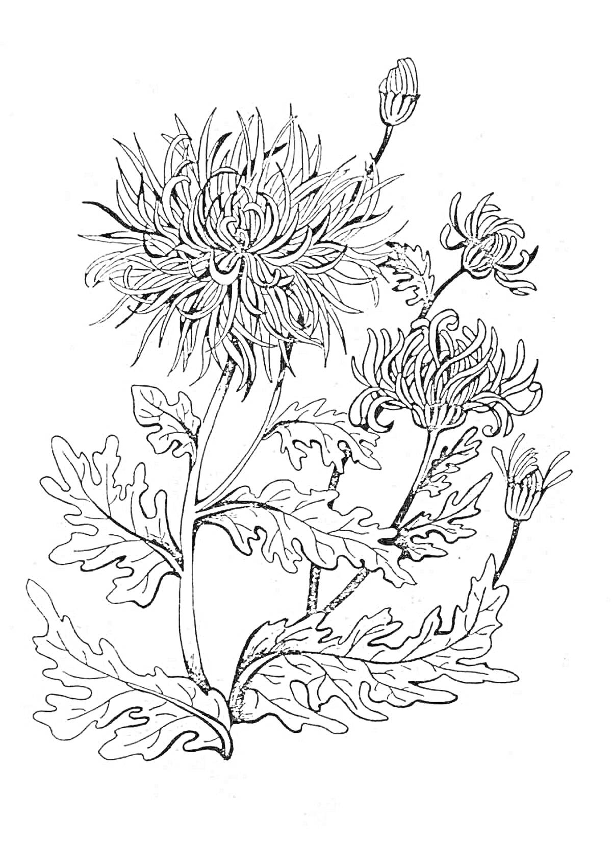 На раскраске изображено: Астра, Бутон, Листья, Природа, Растения, Контурные рисунки