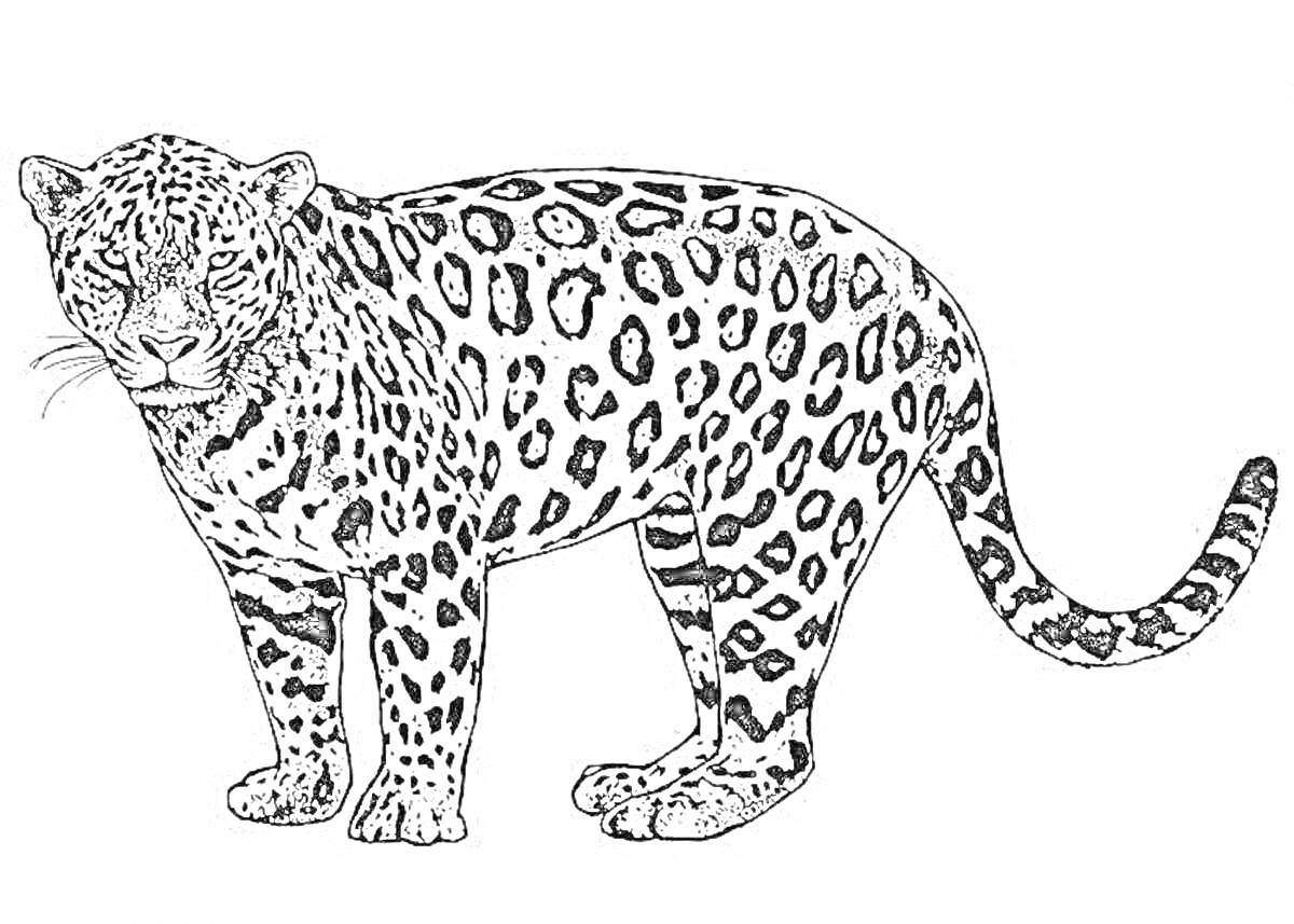 На раскраске изображено: Леопард, Дикая природа, Африка