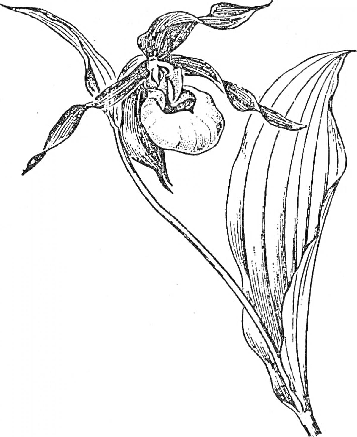 На раскраске изображено: Венерин башмачок, Орхидея, Ботаника, Природа, Листья