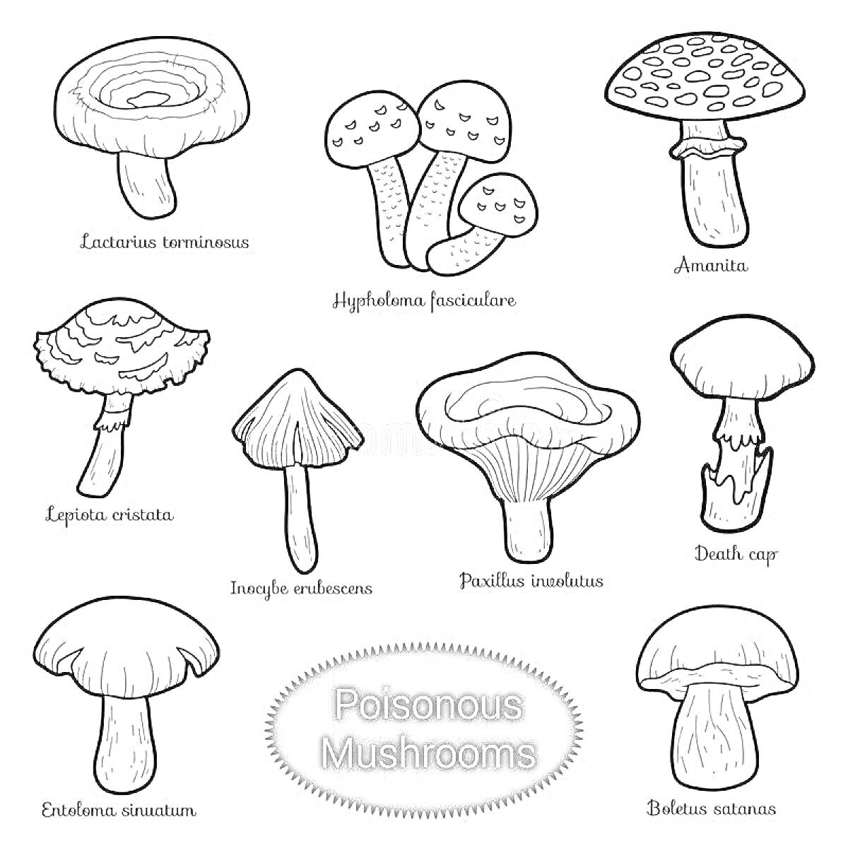 На раскраске изображено: Ядовитые грибы