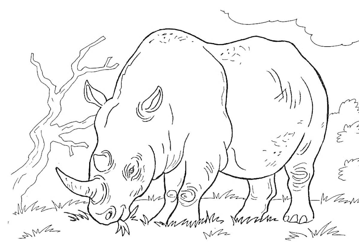 Раскраска Носорог, под деревом, поедающий траву