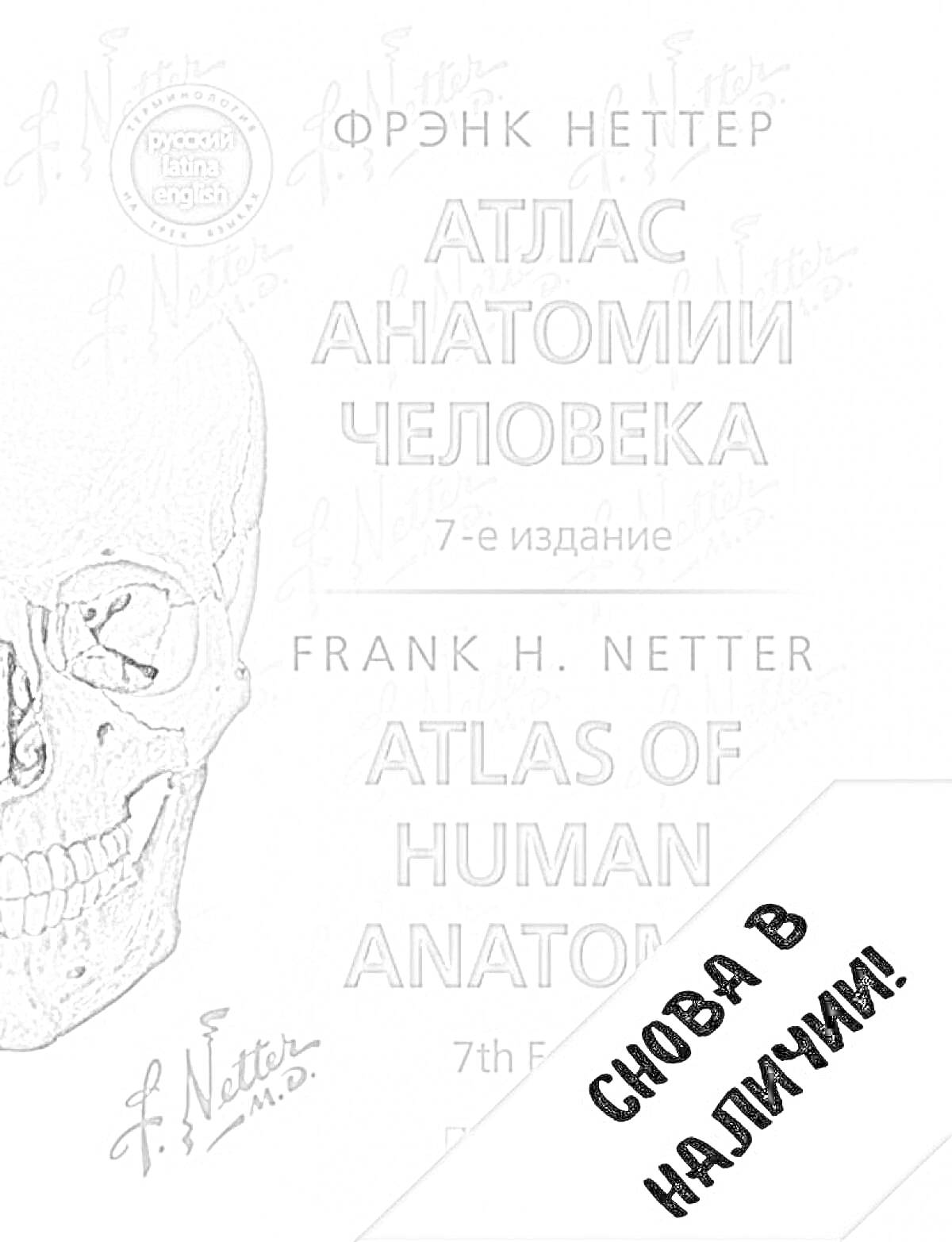 На раскраске изображено: Атлас, Анатомия, Человек, Череп