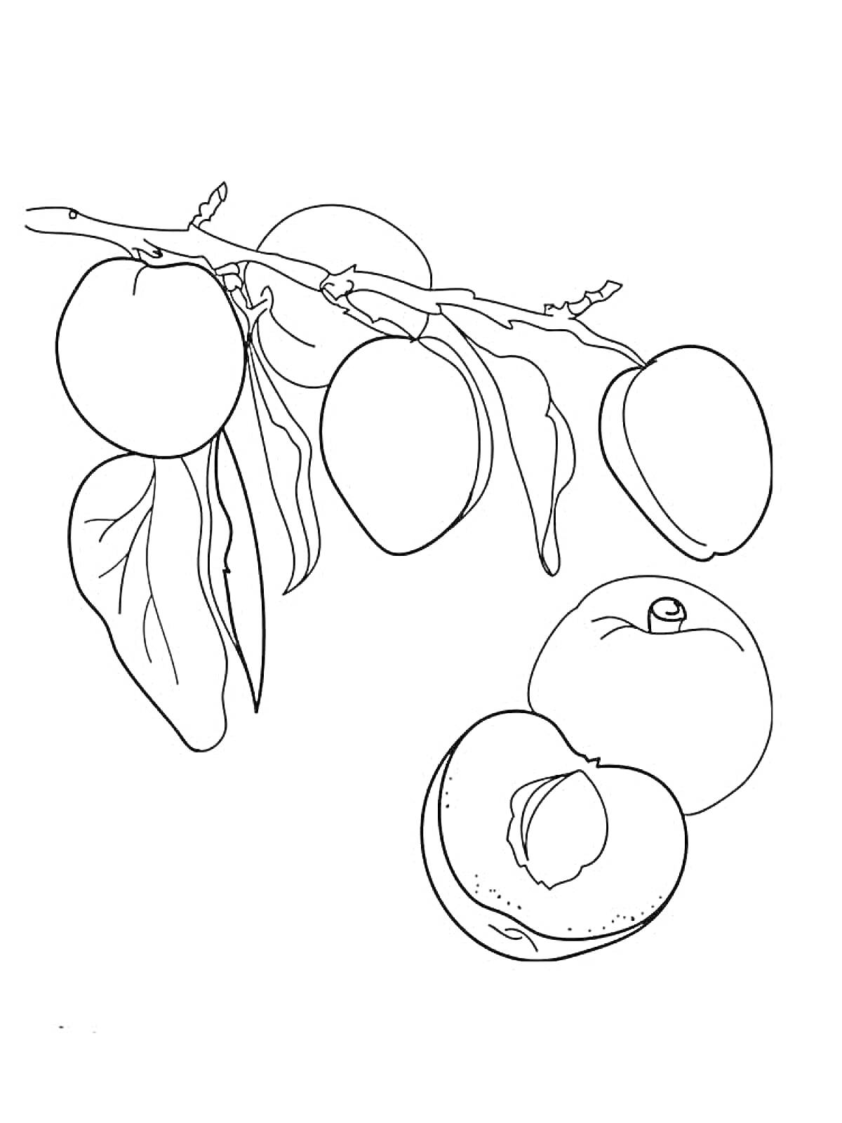 На раскраске изображено: Абрикос, Ветка, Листья, Плоды