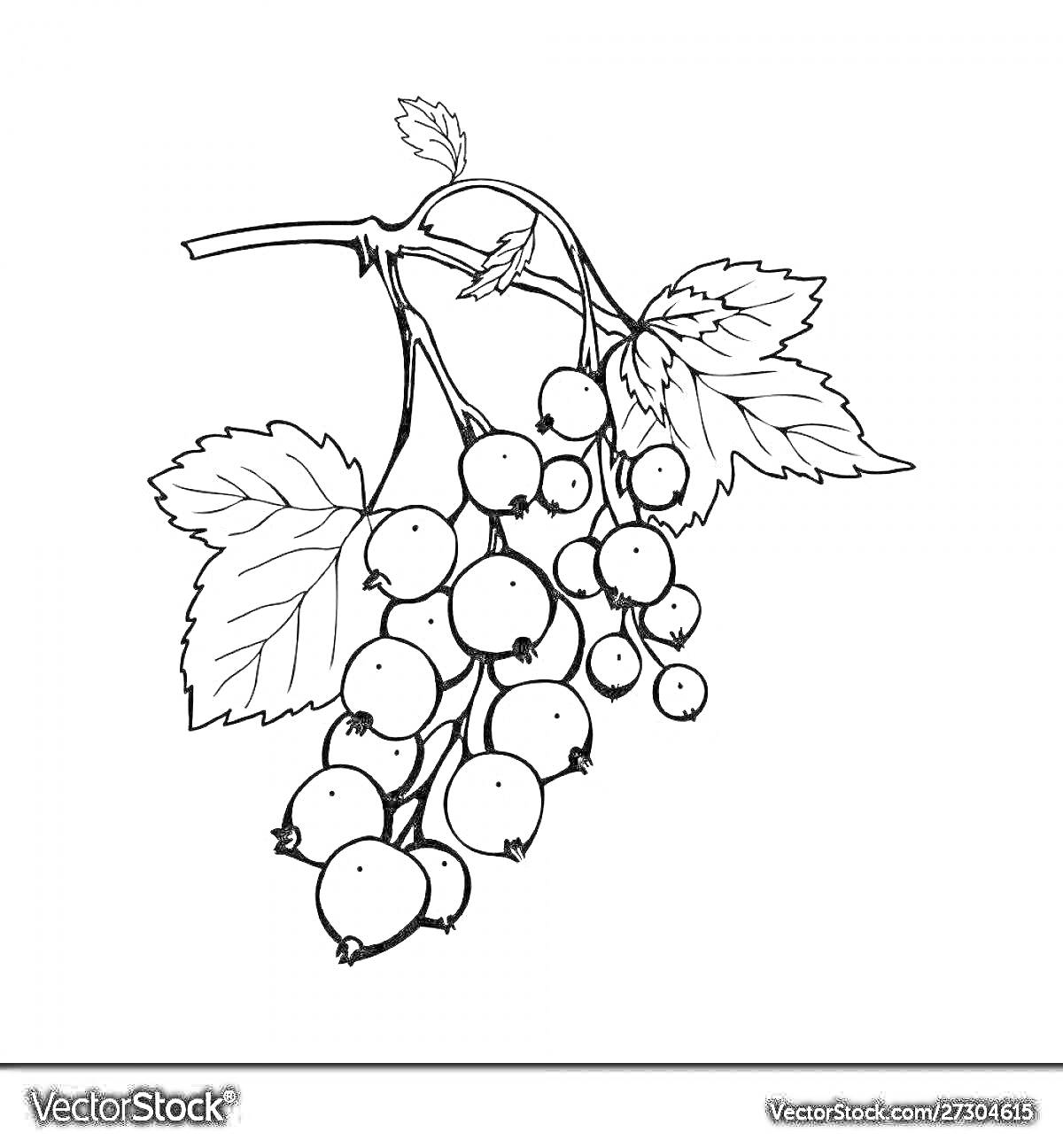 Раскраска Ветка смородины с листьями и ягодами
