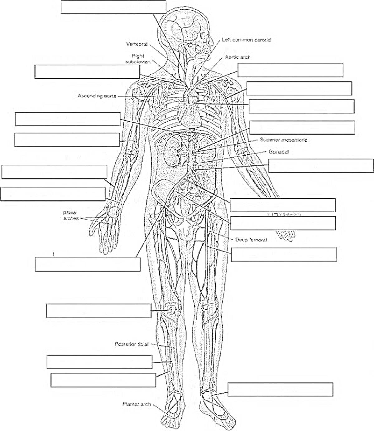 Раскраска Анатомия человека со всеми элементами: venterals, left ventricle cavity, right atrium, aortic arch, ascending aorta, summer intestines, seosol, liver, femur wm forer, humerous branonanna, veniaoos, ilolar scirin, posterior tibial, plantar arts.