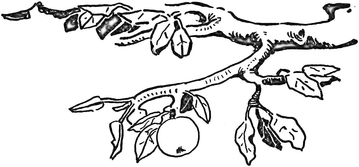 Раскраска Ветка дерева с листьями и яблоком