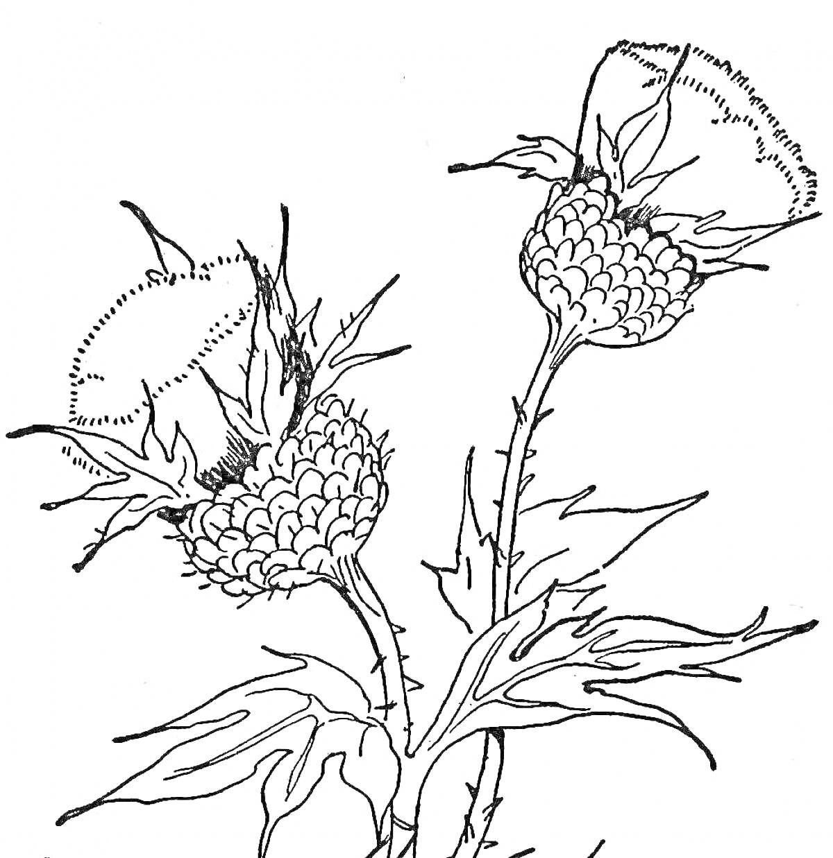 Раскраска Два цветка чертополоха с колючками и листьями