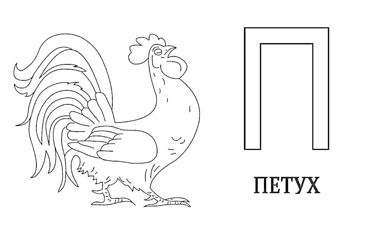 На раскраске изображено: Буква П, Петух, Алфавит, Дошкольники, Учеба, Животные, Русский алфавит