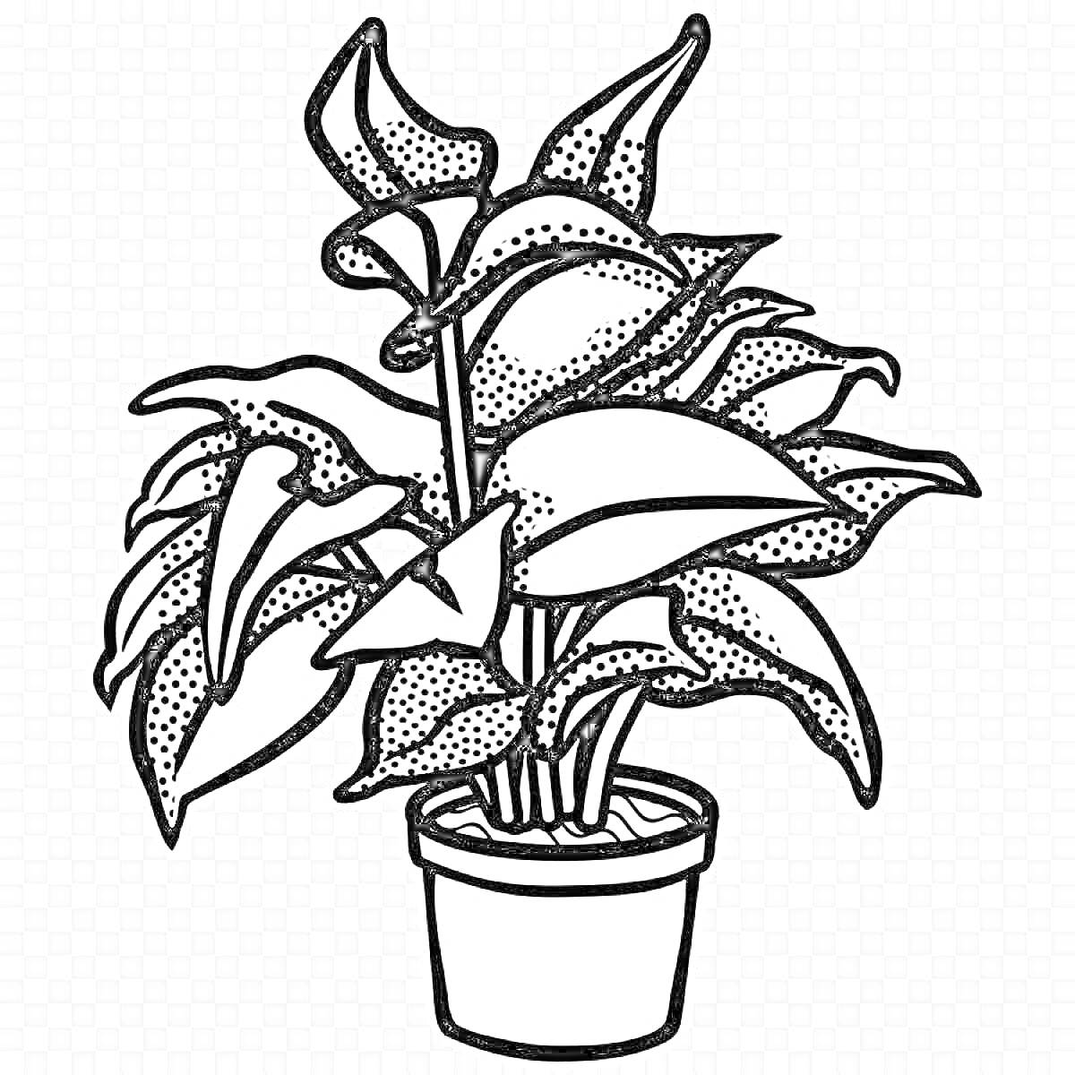 Раскраска комнатное растение в горшке с крупными листьями