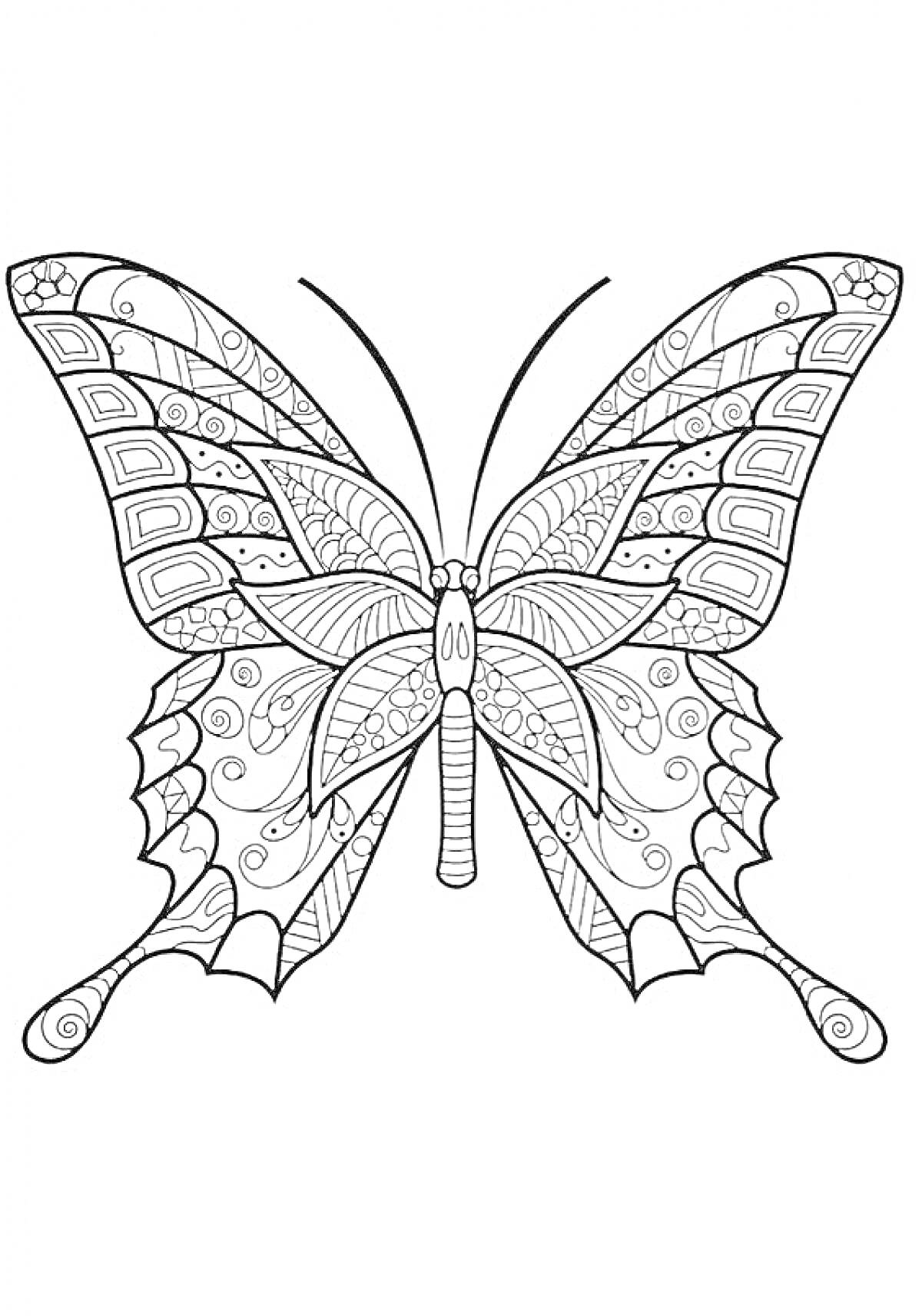 Раскраска бабочка с узорчатыми крыльями и сложными линиями