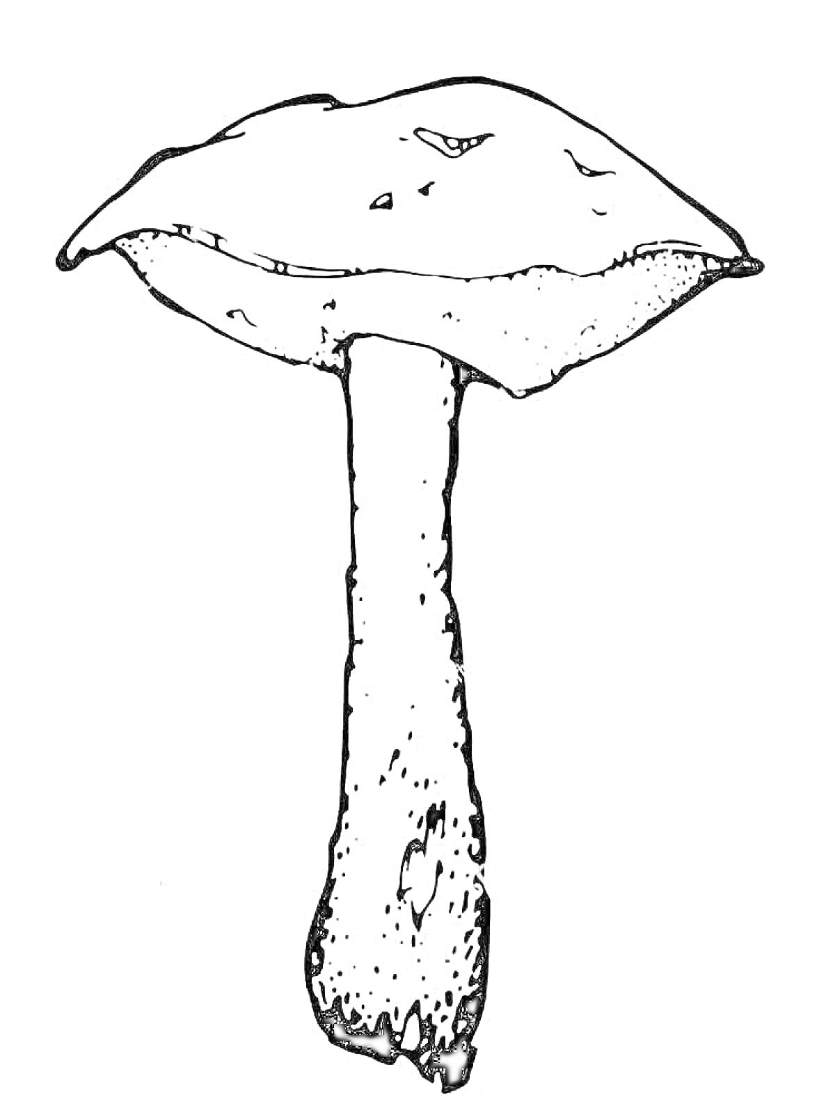 Раскраска Подосиновик с крупной шляпкой и длинной ножкой