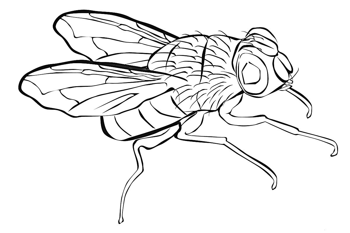 Раскраска мухи с детализацией крыльев, головы и ног