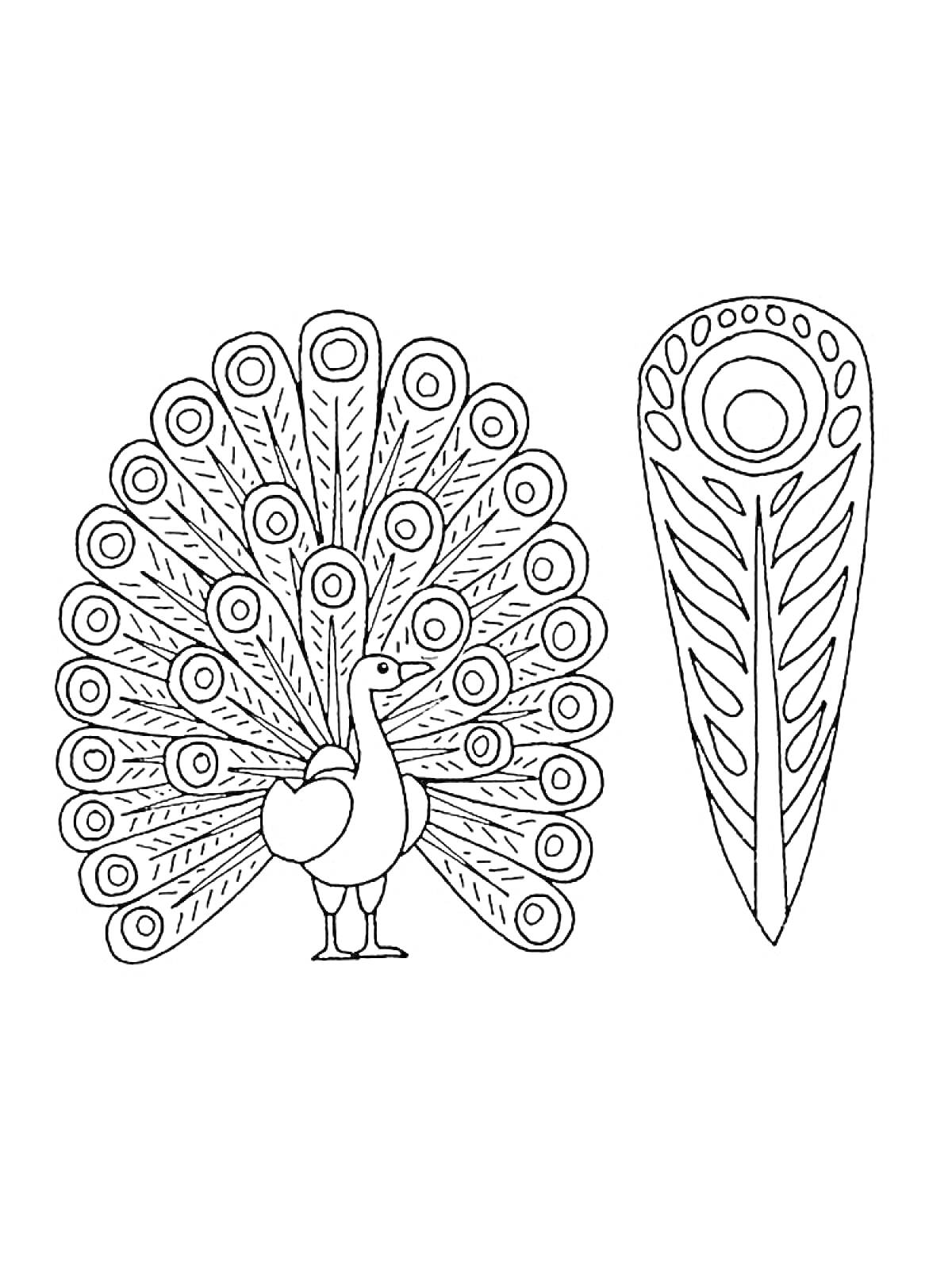 Раскраска Павлин с раскрытым хвостом и одиночное павлинье перо