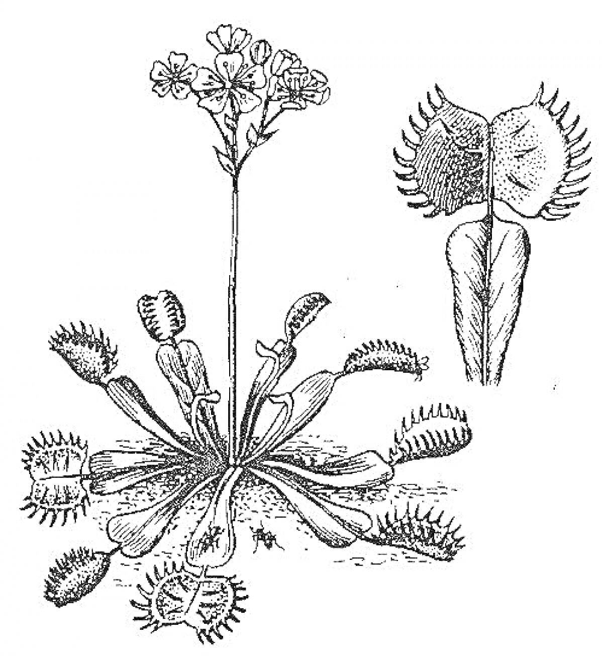На раскраске изображено: Венерина мухоловка, Ловушка, Растения, Хищное растение, Ботаника, Природа