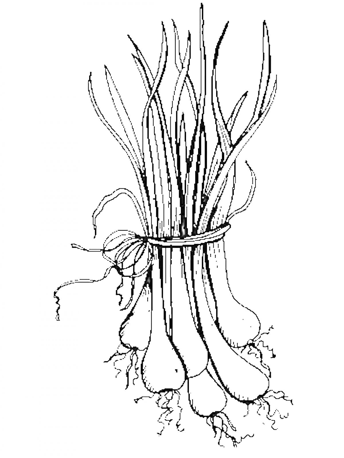 На раскраске изображено: Зеленый лук, Корни, Завязка, Растения