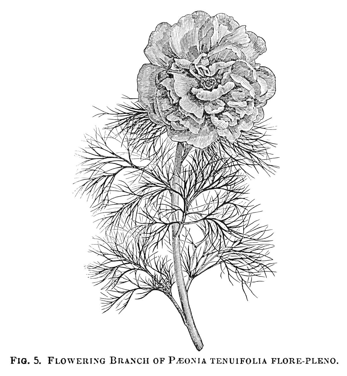 Раскраска Пион тонколистный с цветущей веткой (Paeonia tenuifolia flore-pleno)