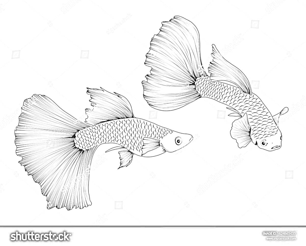Раскраска Две рыбки гуппи с длинными плавниками