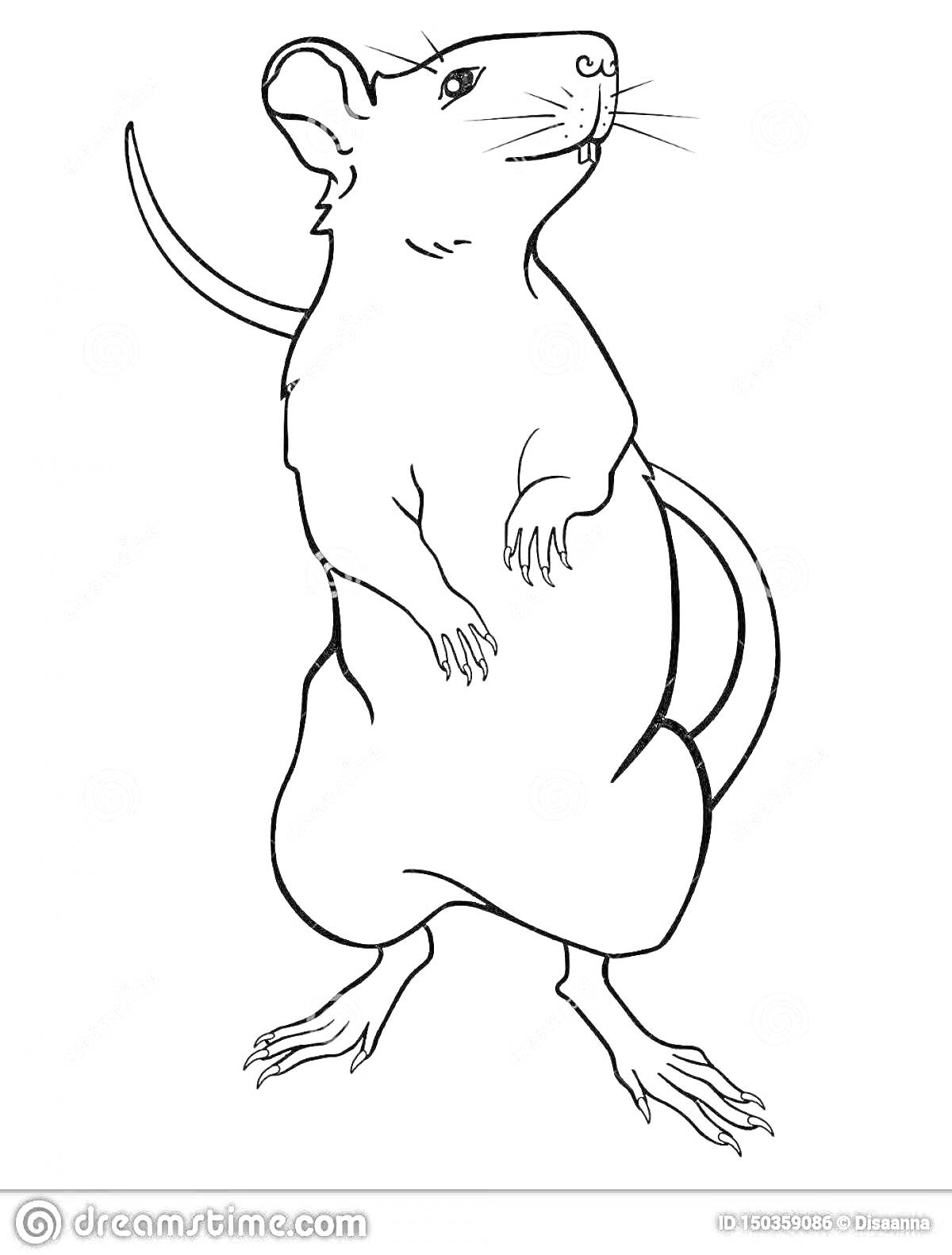 Раскраска крыса стоящая на задних лапках