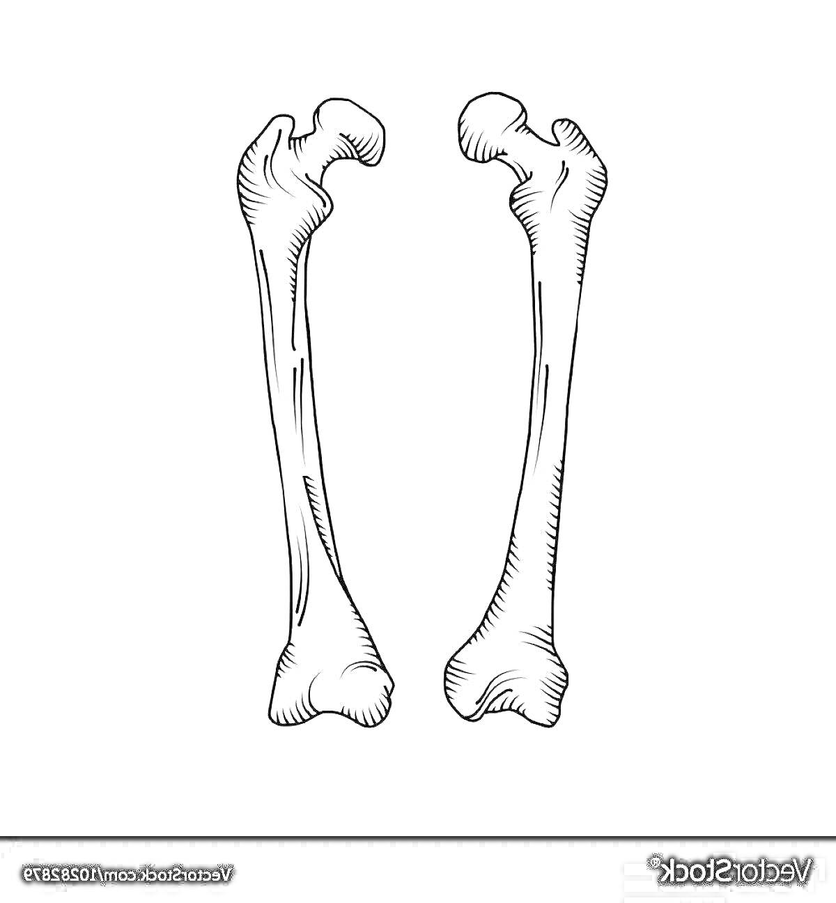 Раскраска Две длинные кости, каждая с суглобами на обоих концах