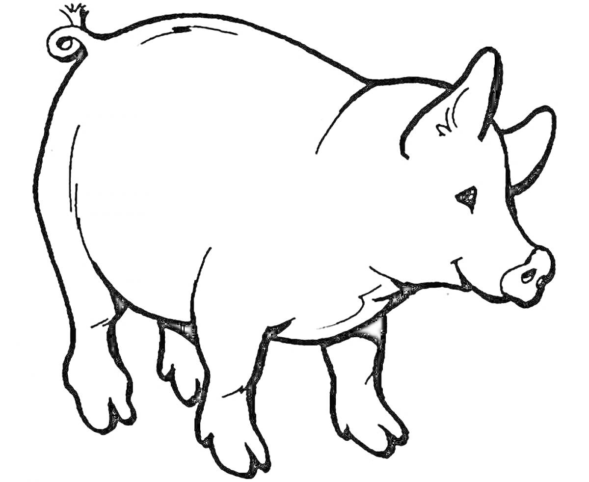 Раскраска Поросенок с закрученным хвостиком