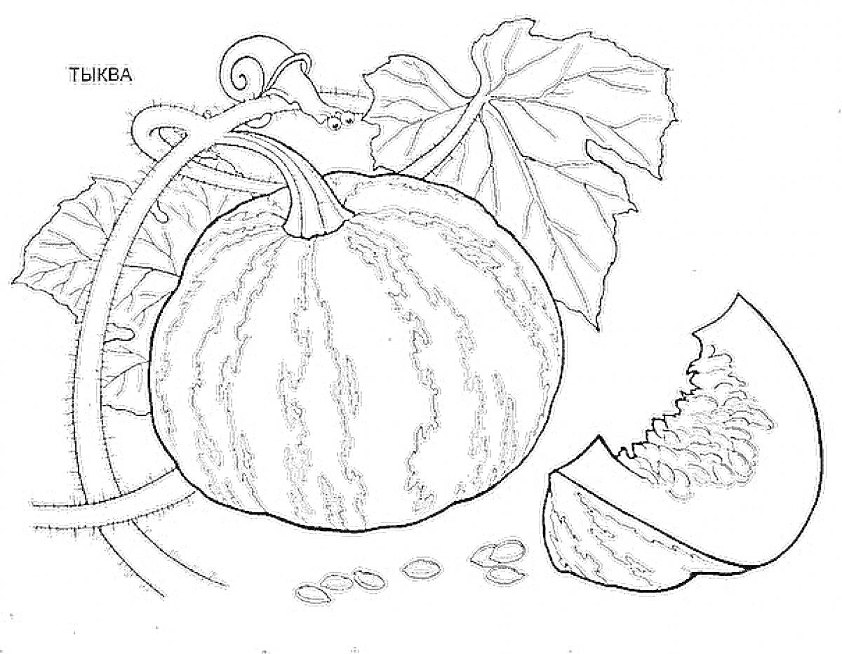 Раскраска Тыква с листьями, стеблями, семенами и долькой