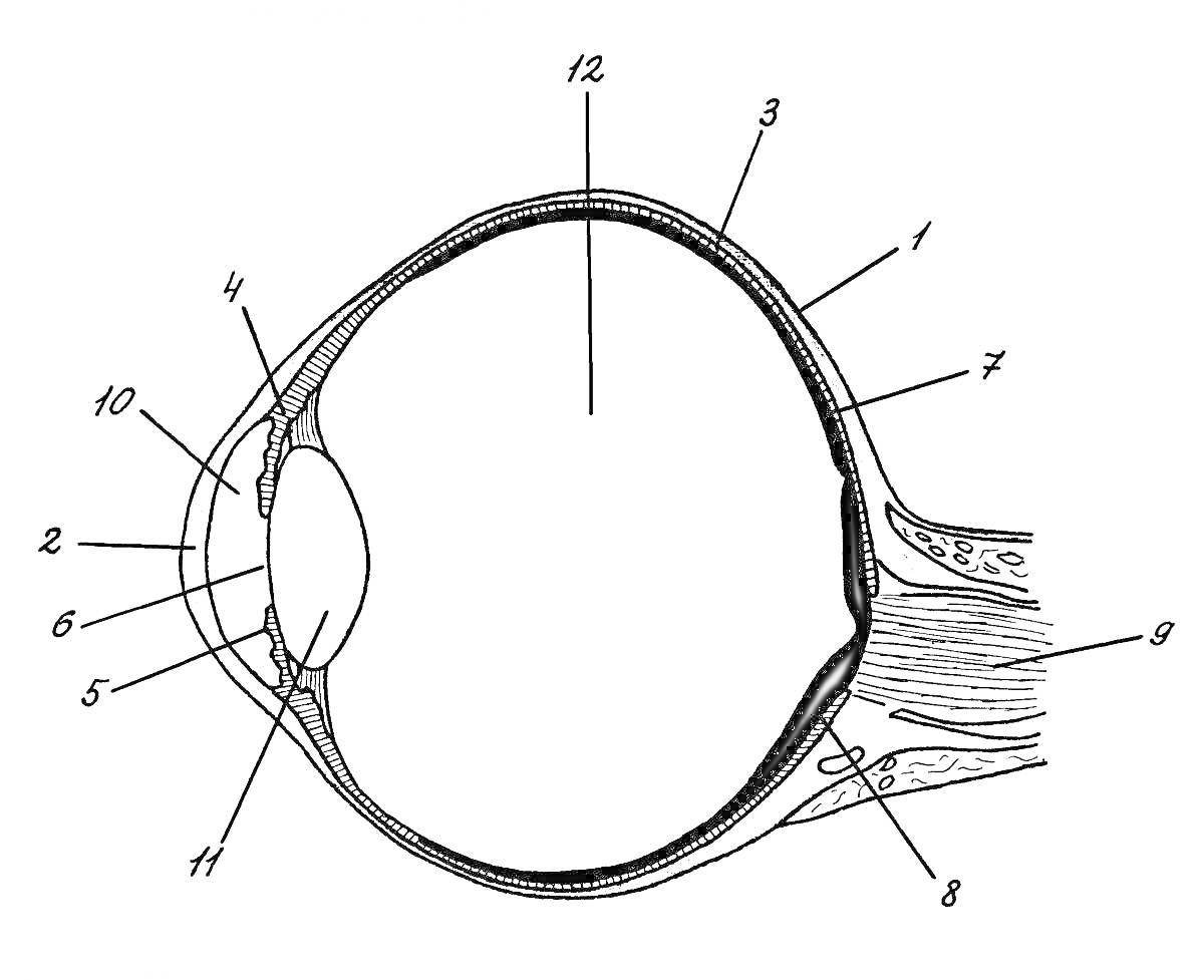 строение глаза со всеми элементами: 1 - роговица, 2 - передняя камера, 3 - склера, 4 - зрачок, 5 - радужка, 6 - хрусталик, 7 - сетчатка, 8 - зрительный нерв, 9 - стекловидное тело, 10 - конъюнктива, 11 - ресничное тело, 12 - макула.