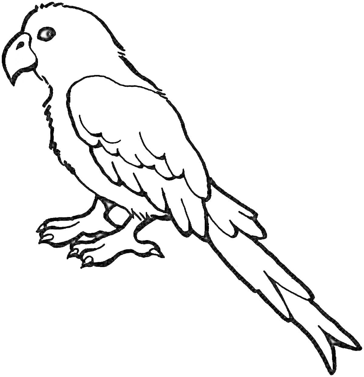 Раскраска Попугай сидит, профиль, тело и хвост подробно отрисованы