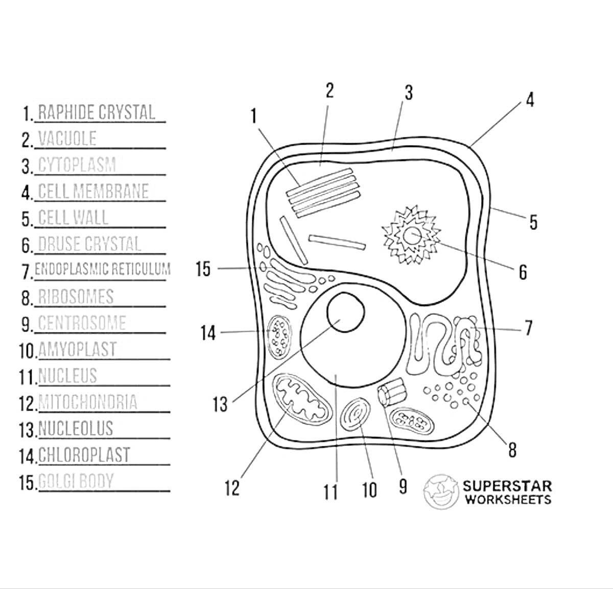 Растительная клетка: Рафтиновый кристалл, Вакуоль, Цитоплазма, Клеточная мембрана, Клеточная стенка, Друза кристаллов, Эндоплазматический ретикулум, Рибосомы, Центросома, Амилопласт, Ядро, Ядрышко, Митохондрия, Хлоропласт, Аппарат Гольджи