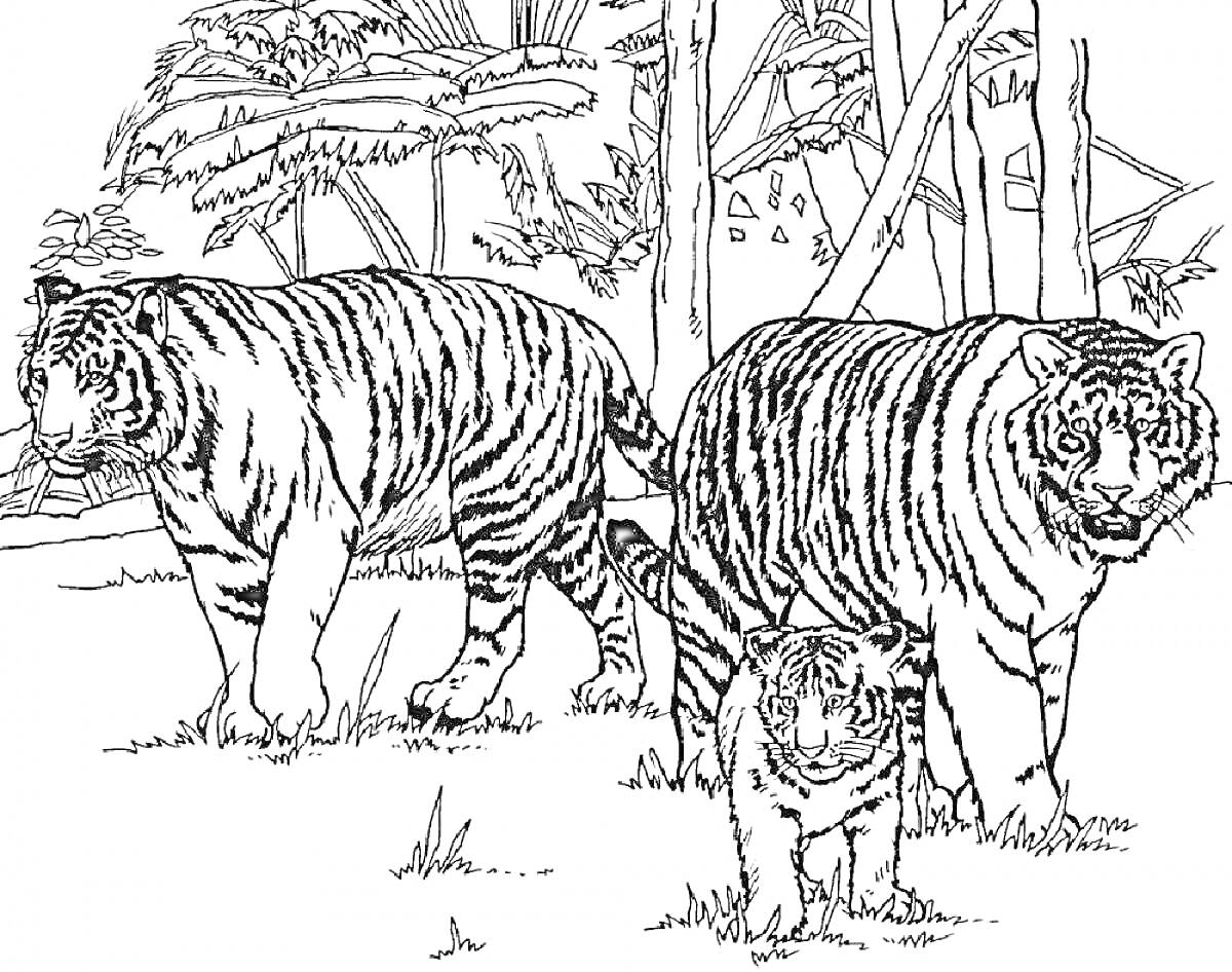 На раскраске изображено: Амурский тигр, Лес, Деревья, Растительность, Природа, Дикая природа