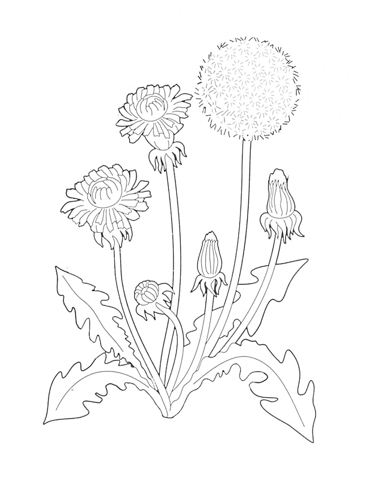 Раскраска Одуванчик с листьями и цветками в разных стадиях цветения