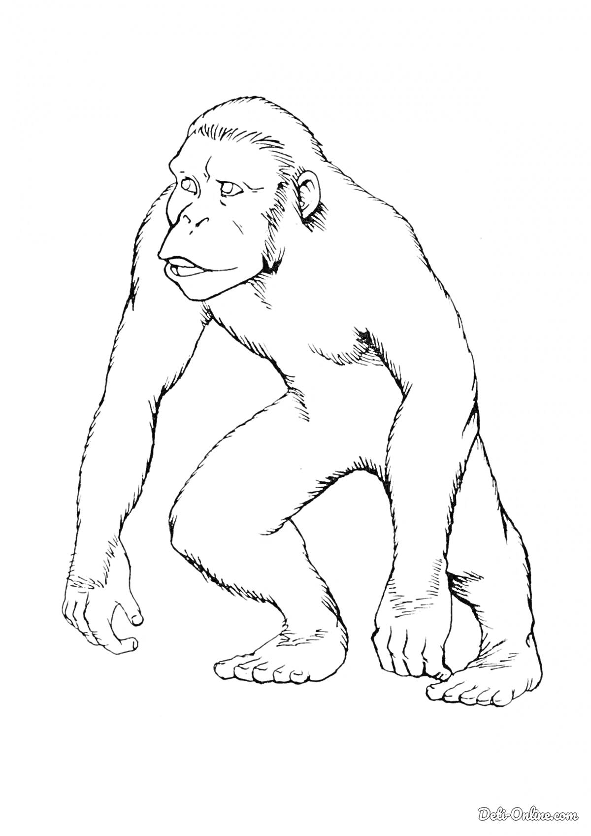 Раскраска Шимпанзе стоящий на четвереньках