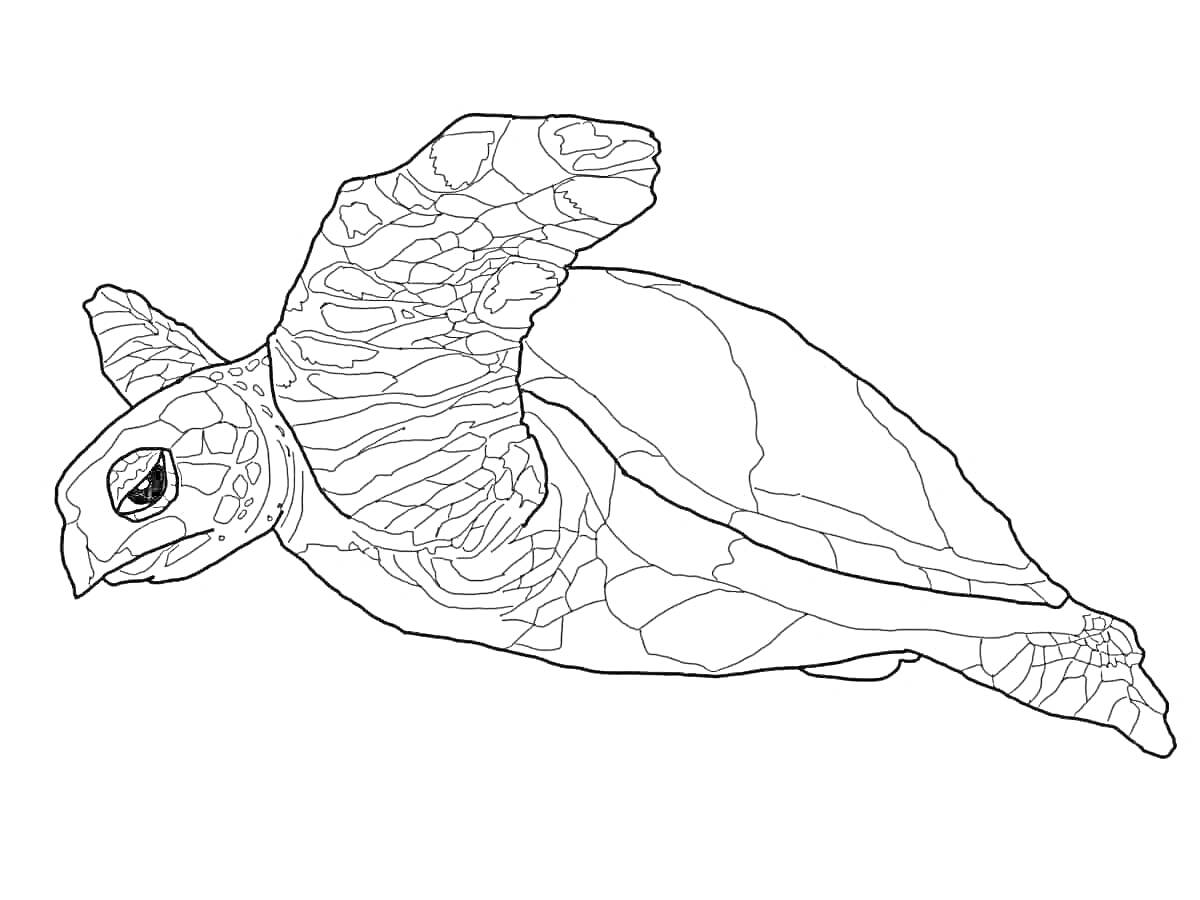 На раскраске изображено: Морская черепаха, Море, Плавание, Декоративные линии, Природа, Подводный мир