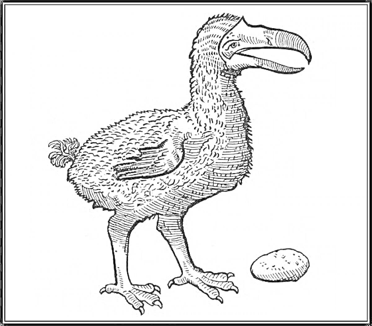На раскраске изображено: Птица, Контурное изображение, Яйца, Животные