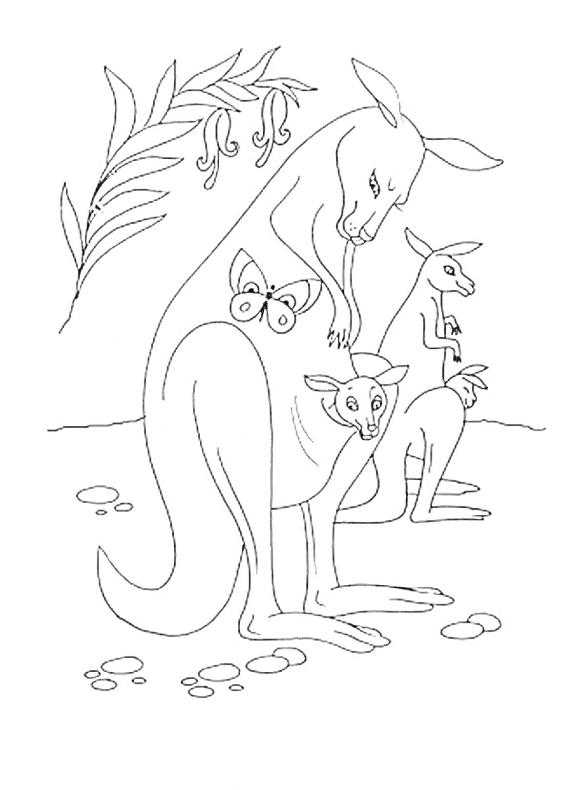 На раскраске изображено: Кенгуру, Детеныши, Бабочка, Природа, Австралия