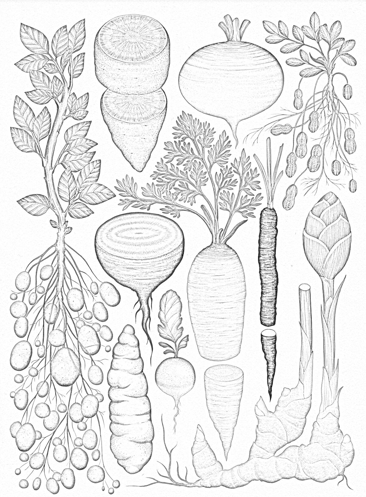 На раскраске изображено: Растения, Корнеплоды, Томаты, Свекла, Морковь, Арахис, Артишок, Редис, Овощи