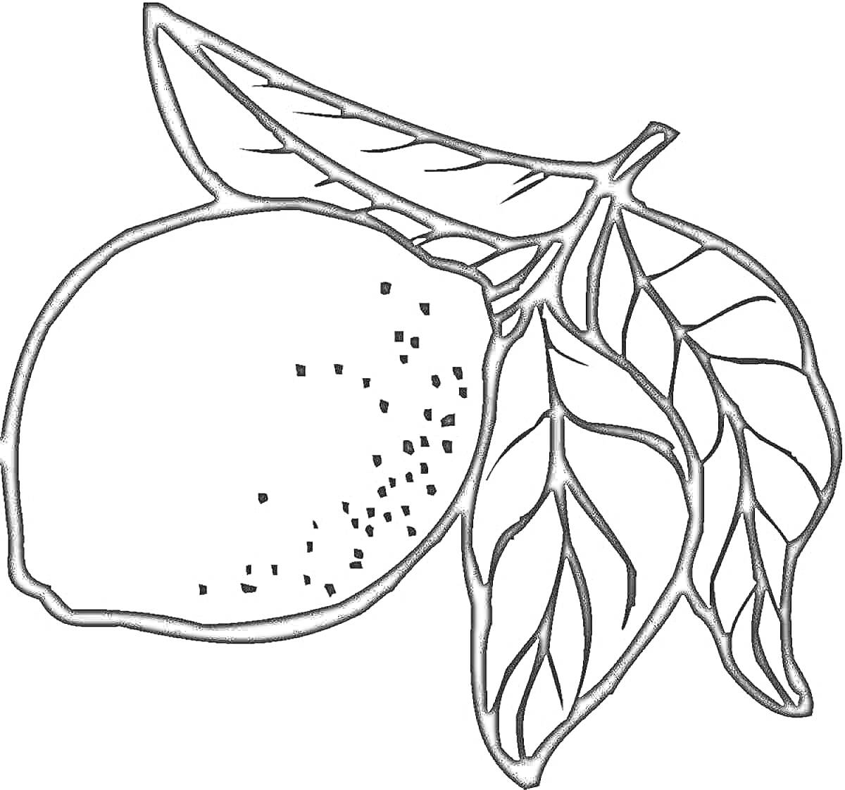 Раскраска Лимон с листьями