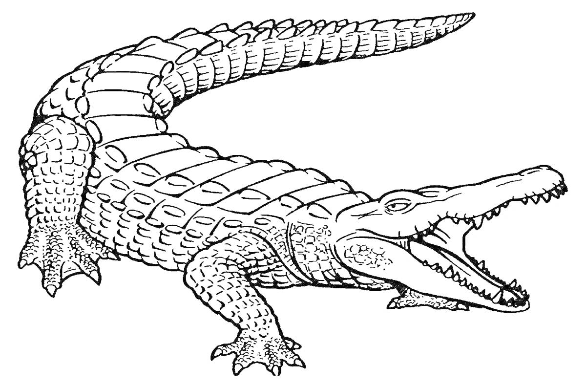 На раскраске изображено: Крокодил, Африка, Открытая пасть, Чешуя